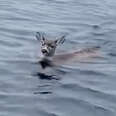 Troopers Find Exhausted Deer Stranded Miles From Shore