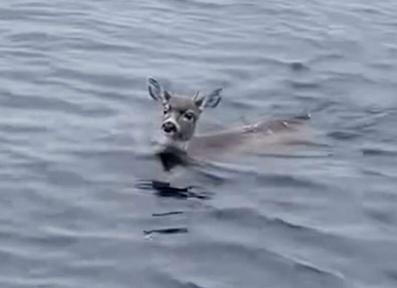 Troopers Find Exhausted Deer Stranded Miles From Shore - The Dodo