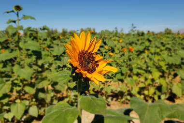 farm sunflower