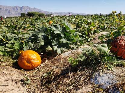 Gilcrease Orchard pumpkins