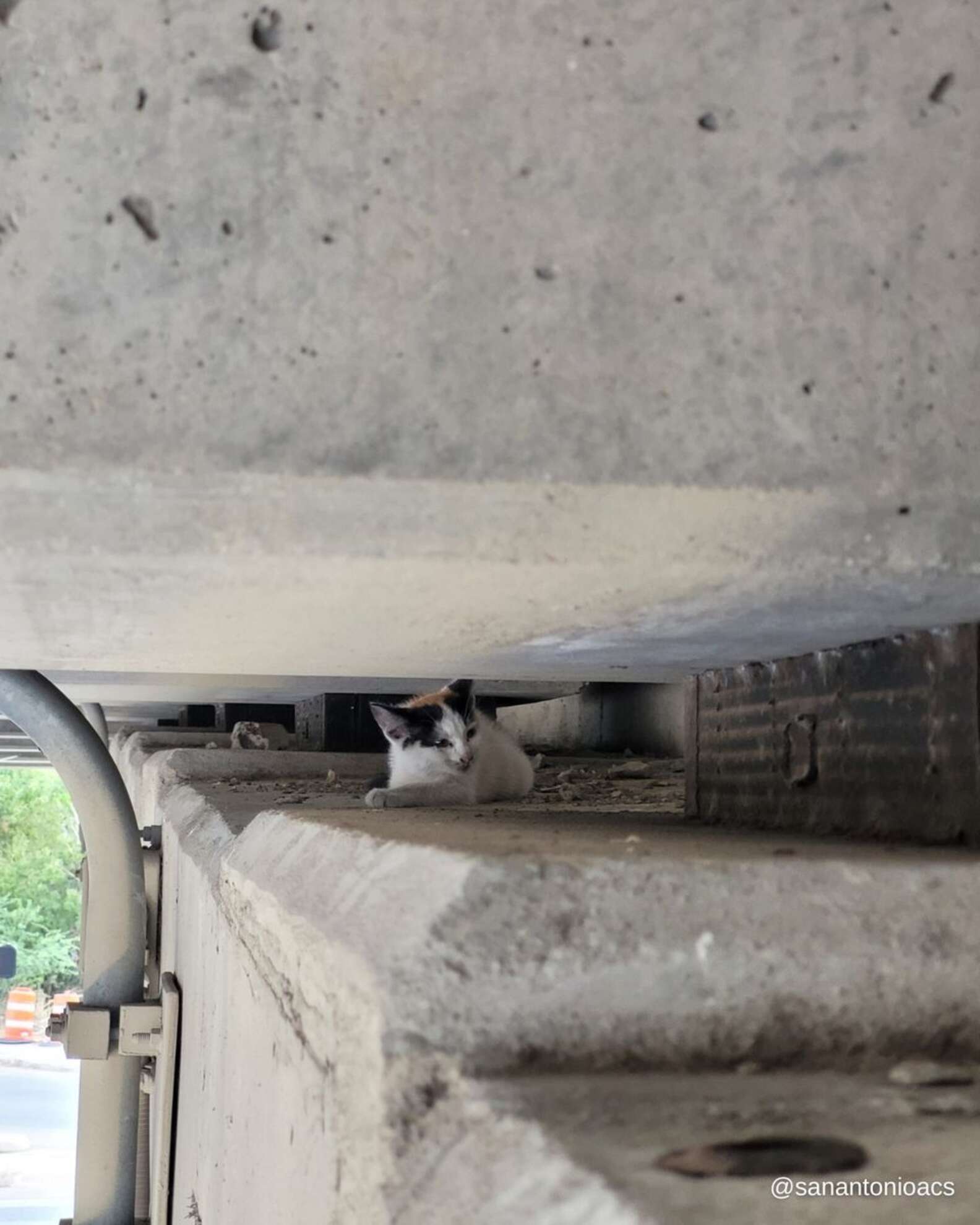 Pedestrian Walking Under Highway Overpass Hears Tiny Cries For Help ...