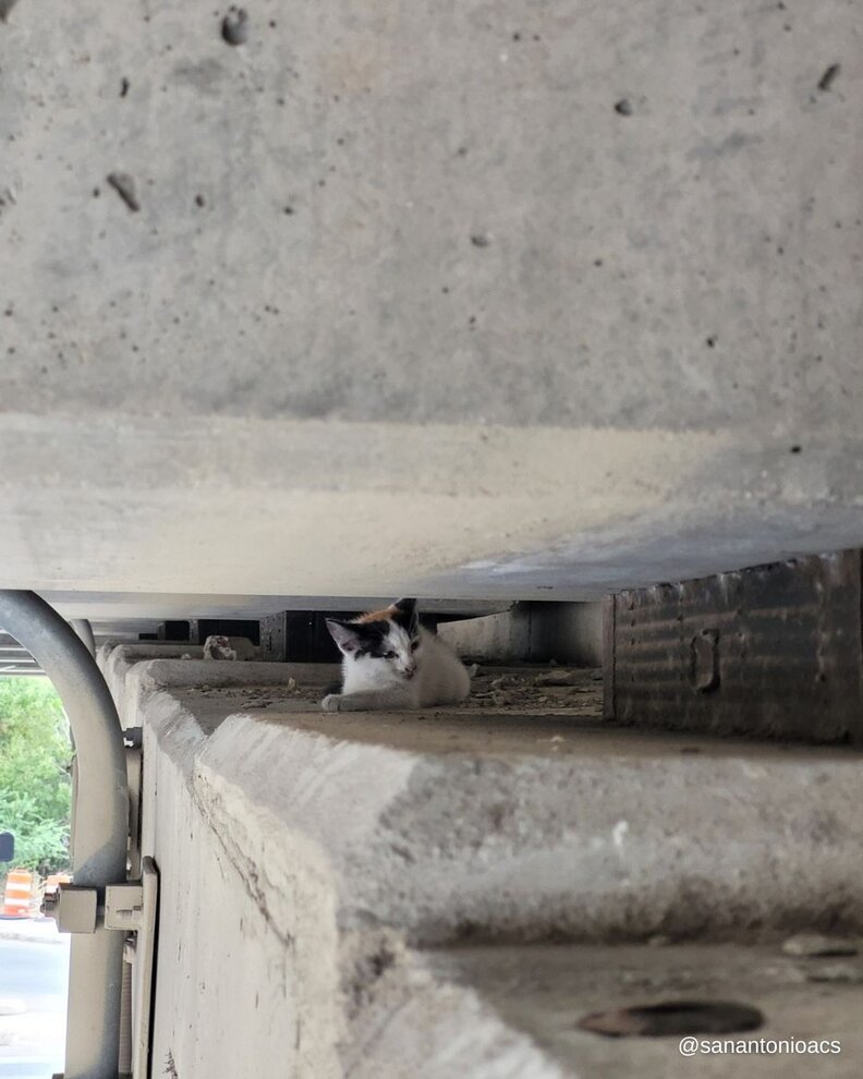 Pedestrian Walking Under Highway Overpass Hears Tiny Cries ...