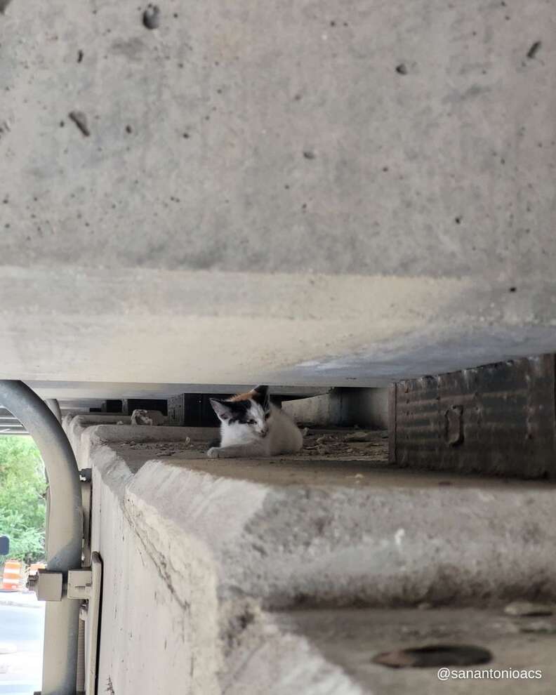 Pedestrian Walking Under Highway Overpass Hears Tiny Cries ...