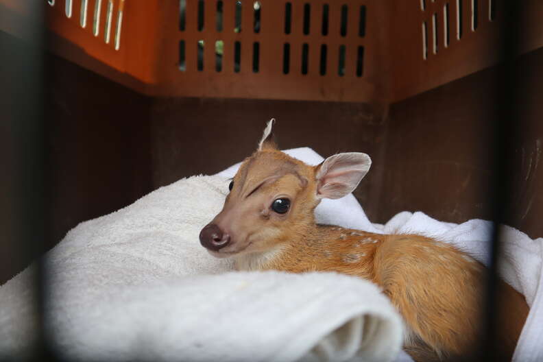 baby deer