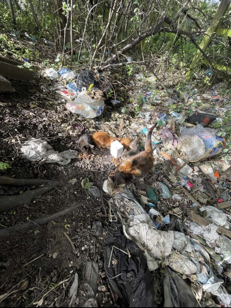 Gatos antes de serem resgatados por motorista. Foto - Reprodução: RSPCA/The Dodo.