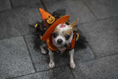 small dog dressed as a witch