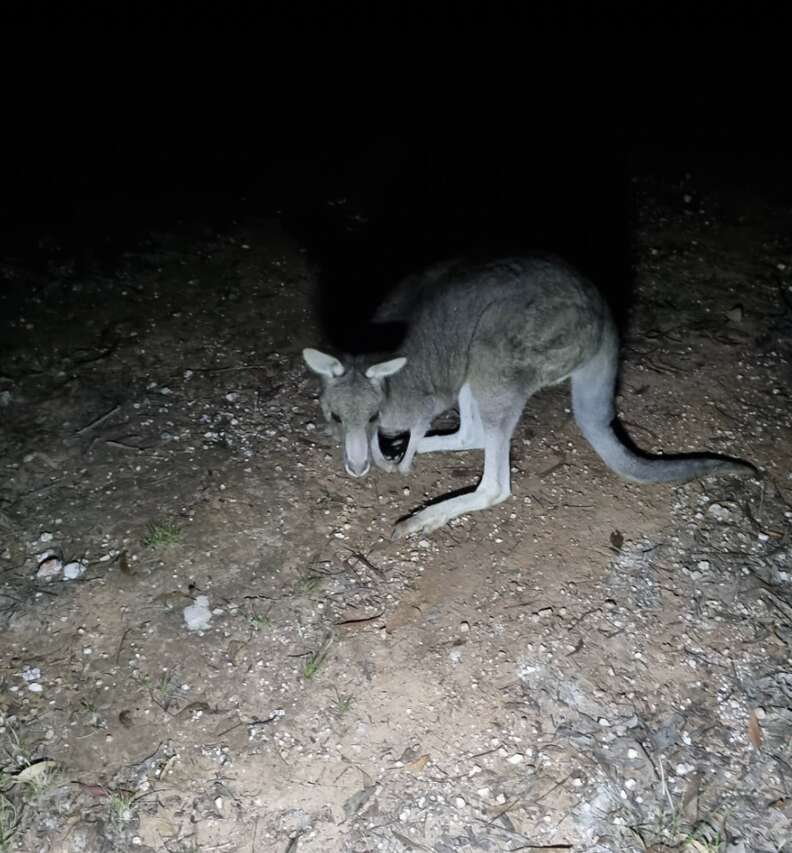 kangaroo in the dark