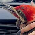 Woman Rescues Woodpecker Trapped In A Car's Bumper