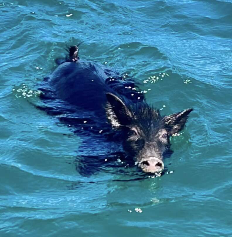 pig swimming