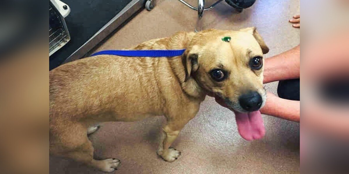 Shelter Staff Is Stunned When Dogs Arrive With Something Shiny On Their Foreheads