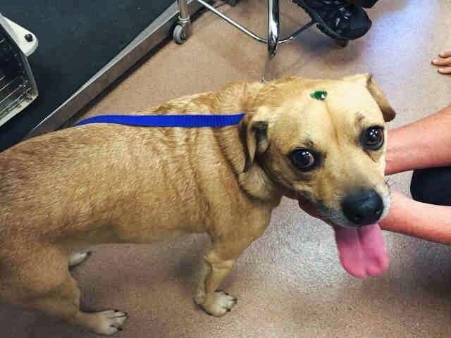 dog with jewel on head