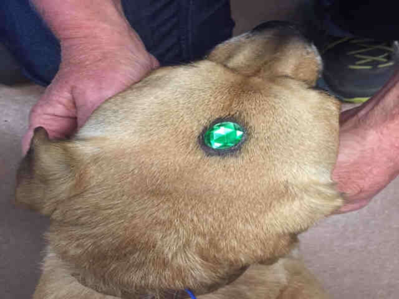 Dogs Arrive At Shelter With Jewels Glued To Their Foreheads - The Dodo