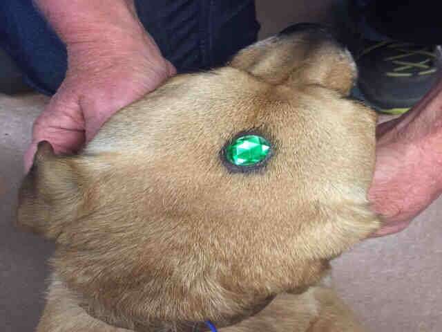 dog with jewel on head