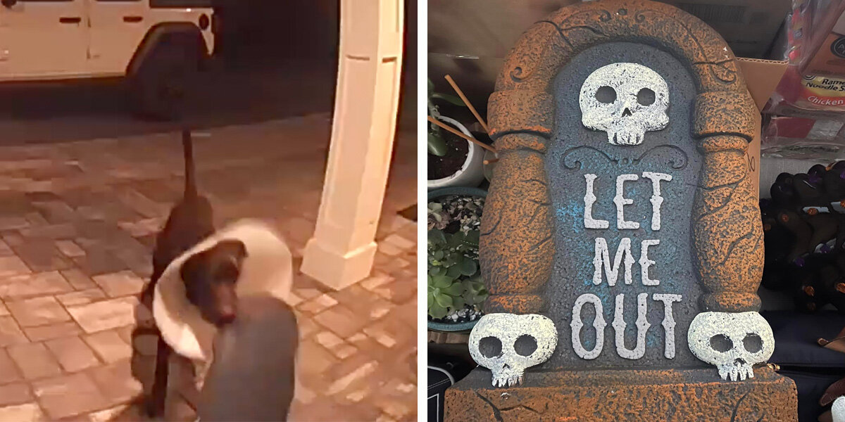 Doorbell Camera Captures Dog Decorating His Family's House For