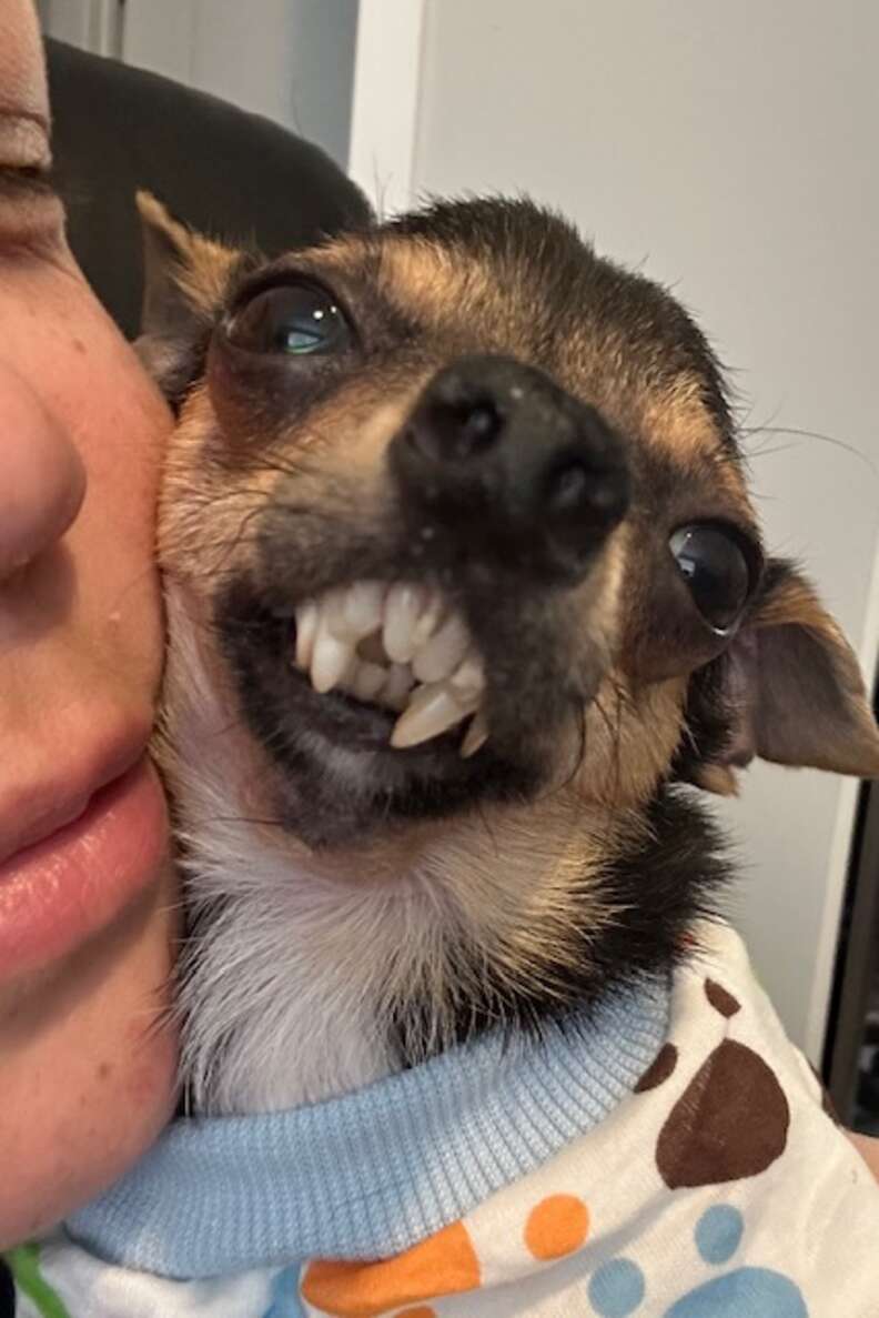 Chihuahua teeth best sale