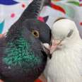 Scared Rescue Pigeon Completely Transforms When He Meets The Love Of His Life