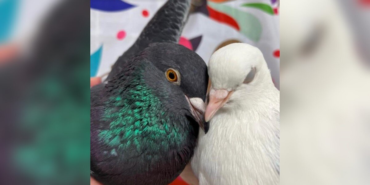 Scared Rescue Pigeon Completely Transforms When He Meets The Love Of His Life