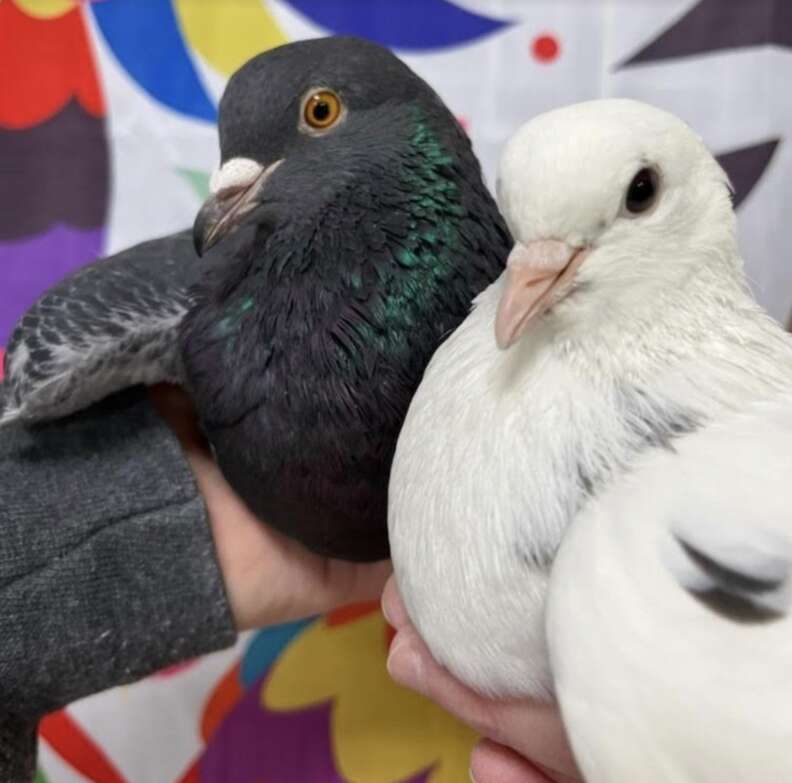 two pigeons