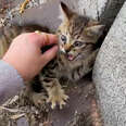 This Person Sprints Across Busy Highway To Rescue Abandoned Kitten