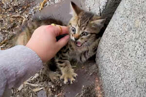 This Person Sprints Across Busy Highway To Rescue Abandoned Kitten