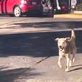 Stray Dog Chases Woman's Car For Five Blocks Until She Finally Stops