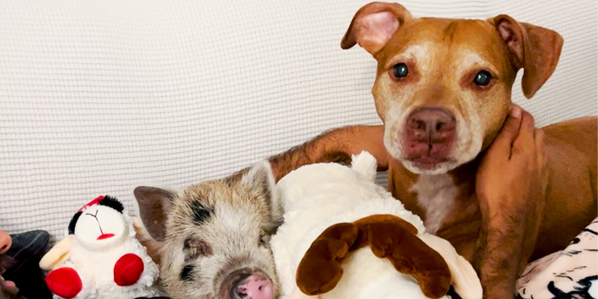 Tiny Piglet Snuggles With Anxious Rescue Dog Videos The Dodo