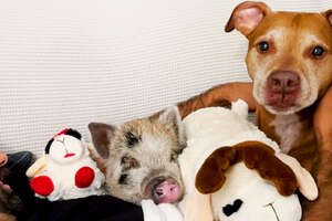Tiny Piglet Snuggles With Anxious Rescue Dog