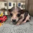 Tiny Shelter Puppy Looks Like A 'Different Dog' After A Few Weeks Of Love