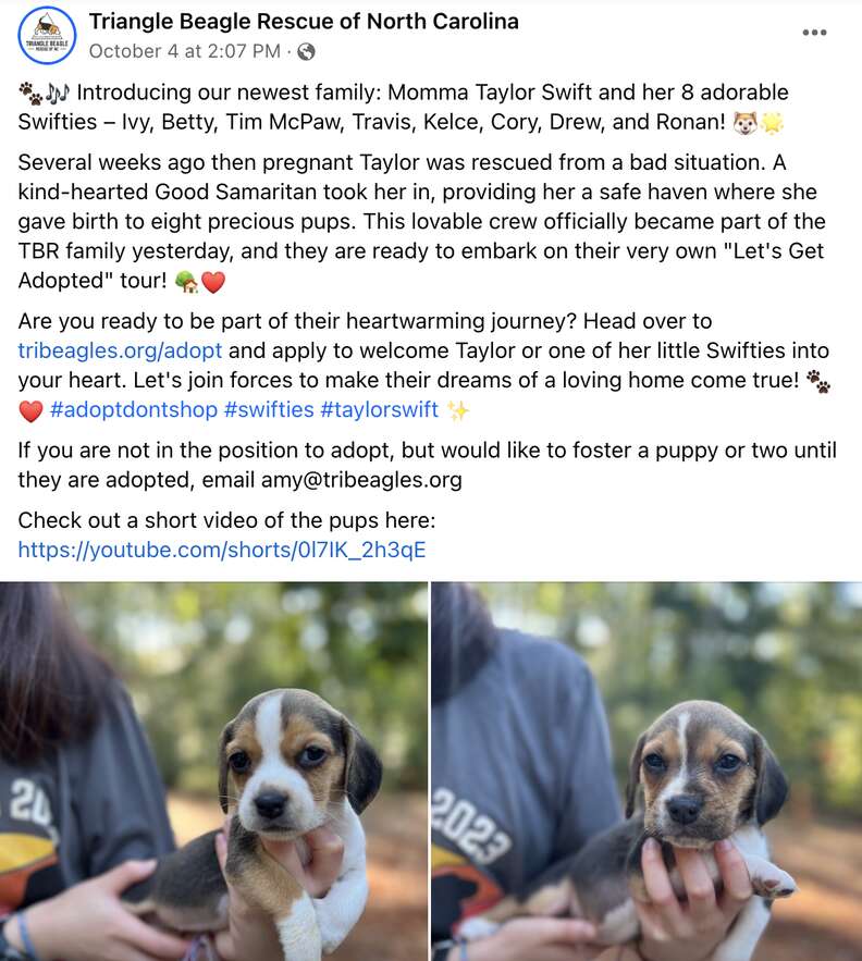 Crate Training  Triangle Beagle Rescue