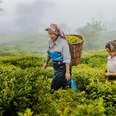 two women picking tea in darjeeling tea garden