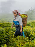 two women picking tea in darjeeling tea garden