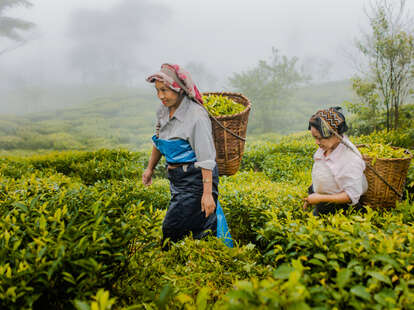 two women picking tea in darjeeling tea garden