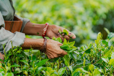 close up of hands picking tea leaves