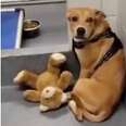 Scared Dog Clings To Teddy Bear For Comfort After Being Surrendered To Shelter