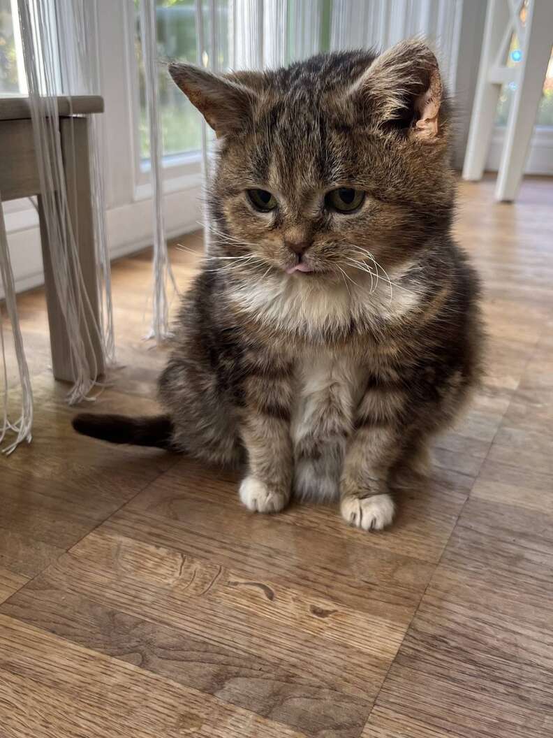 Dwarf tabby hot sale cat