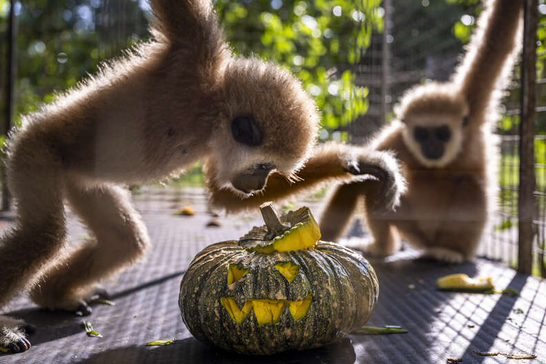 animals eating pumpkins