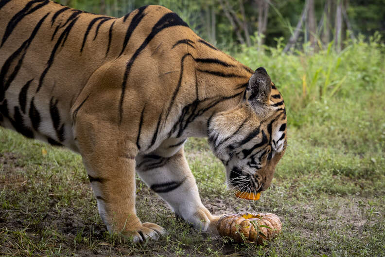 rescued animals and pumpkins