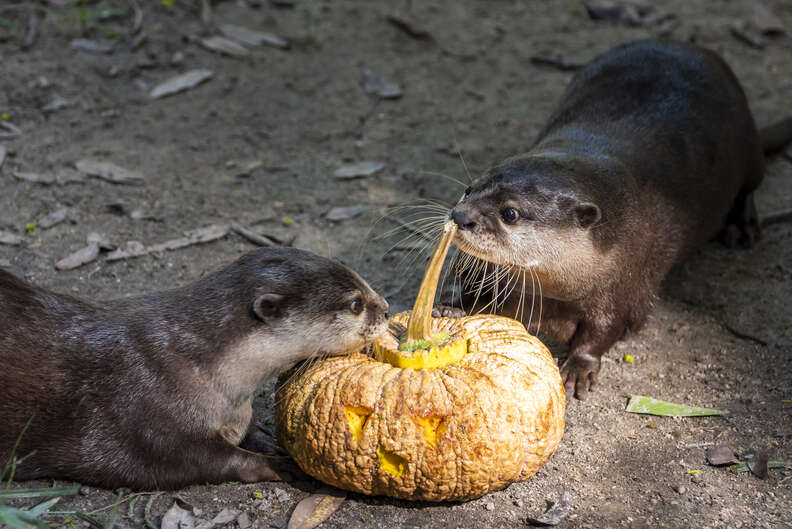 animals eating pumpkins