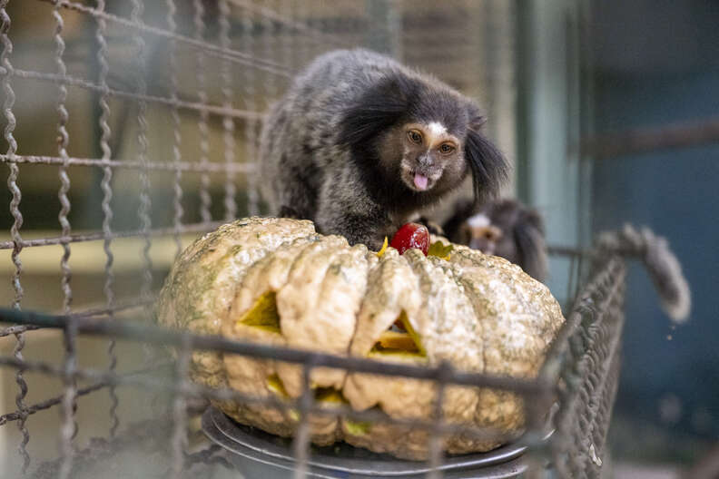 rescued animals and pumpkins