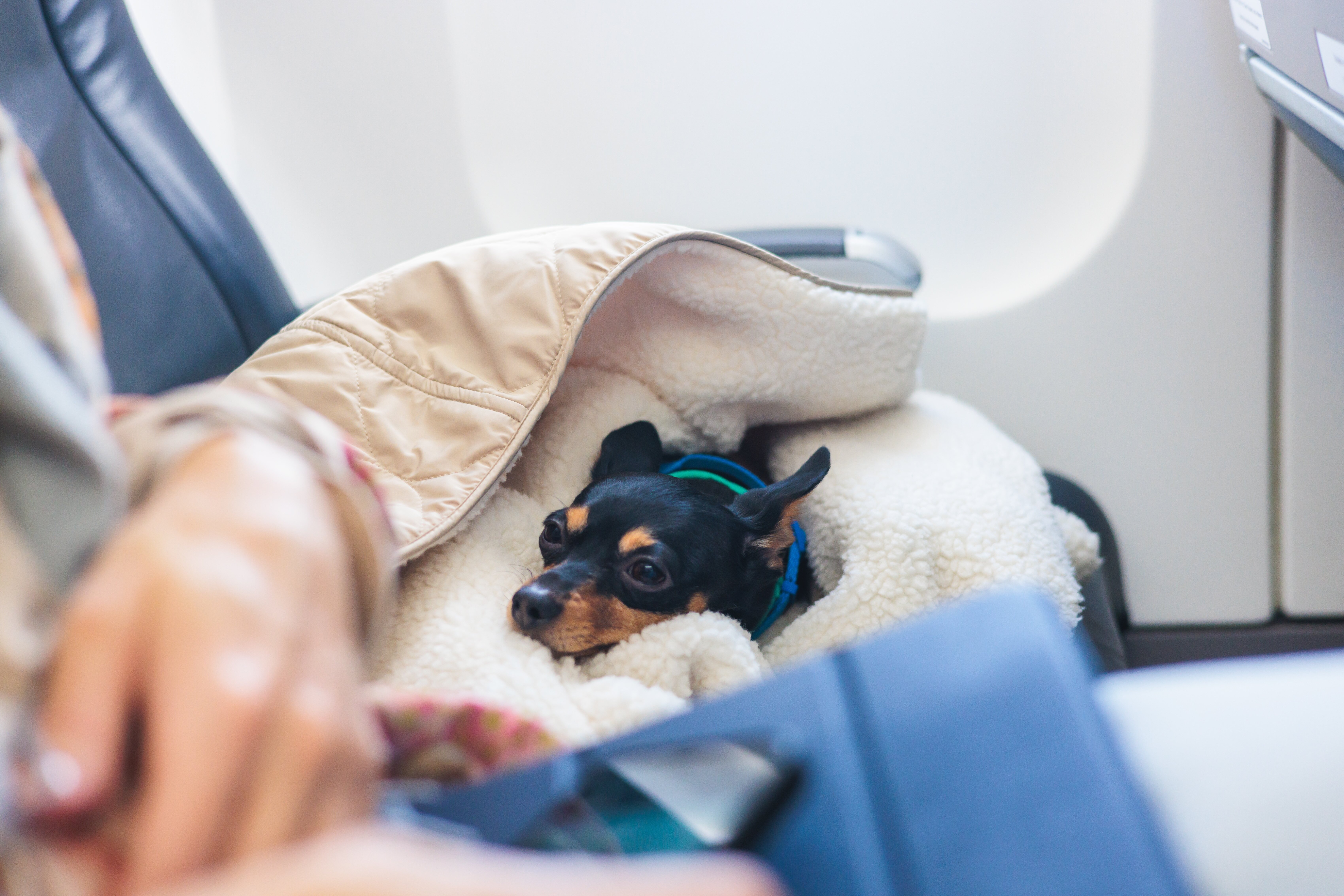 The Majority of Travelers Would Rather Sit Next to a Pet Than a Child on a Plane
