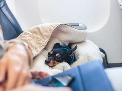 Dog in the aircraft cabin near the window during the flight.