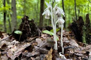 a white, almost translucent flower in the woods