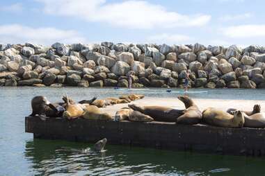 sea lions lounging on a pier while paddleboarders go by