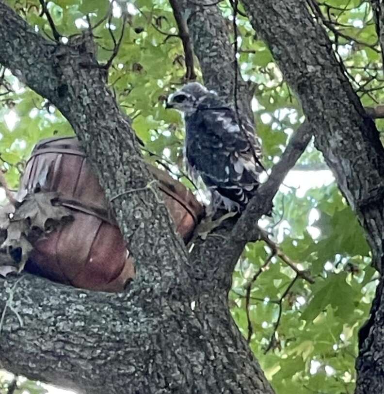 bird in tree