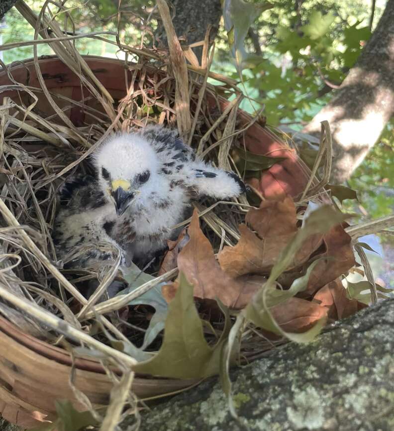 bird in nest 