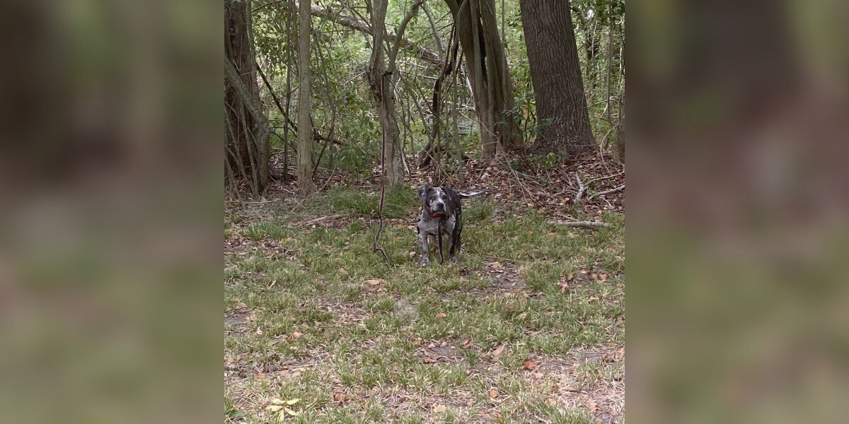 Rescuers Are Heartbroken To See A Sweet Face Tied Up Behind Cemetery