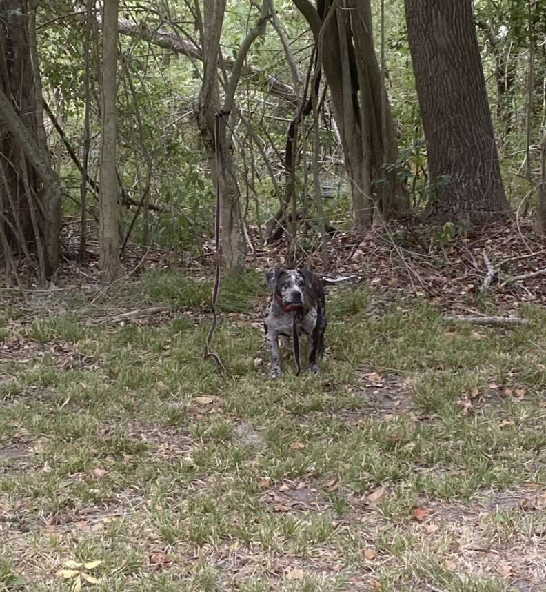 dog tied to tree