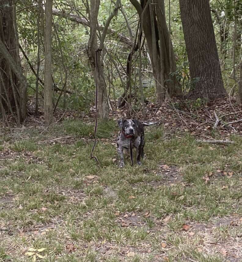 dog tied to tree 