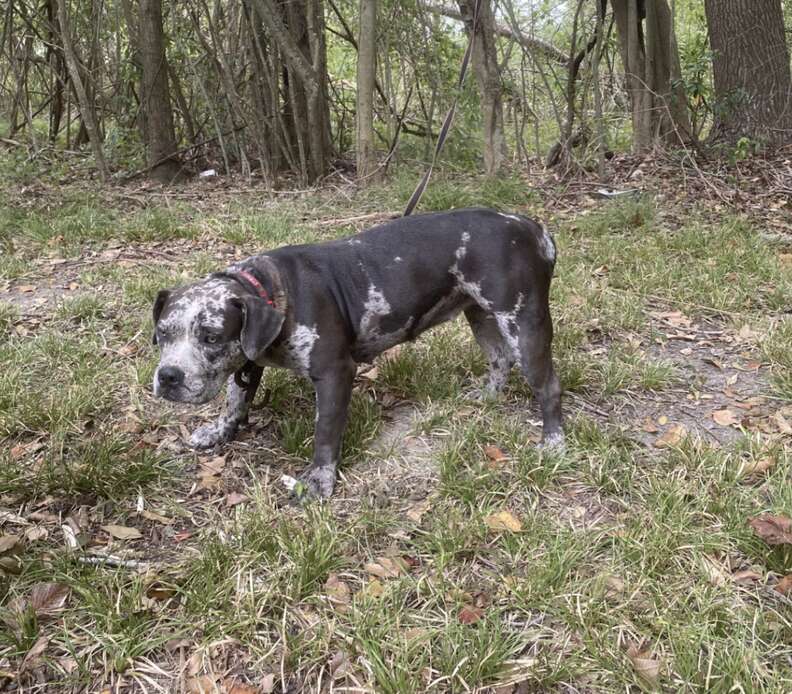 dog tied to tree