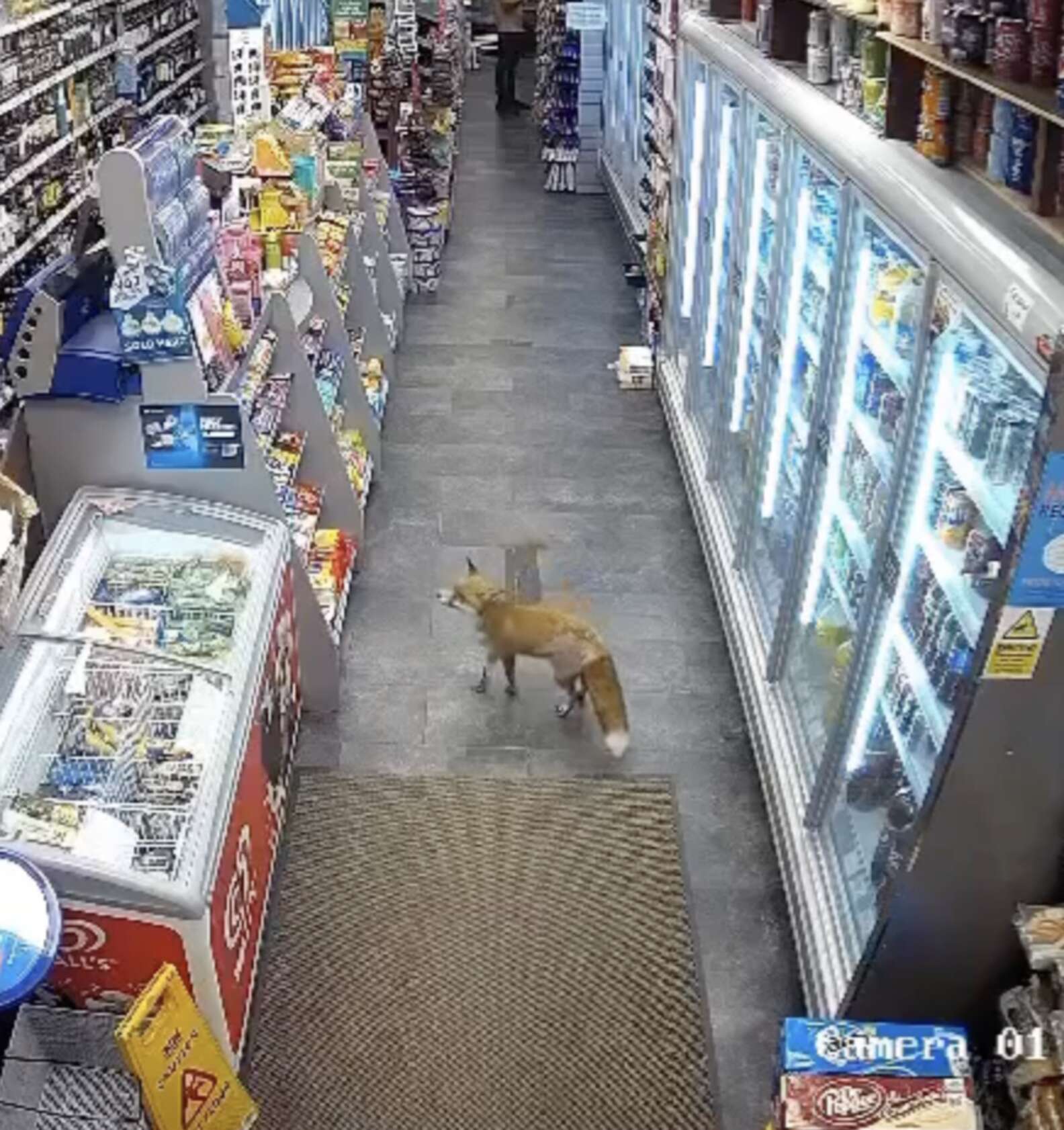 Security Camera Grabbing Security Camera Catches Fox Sneaking Into Shop And Grabbing Forbidden ...